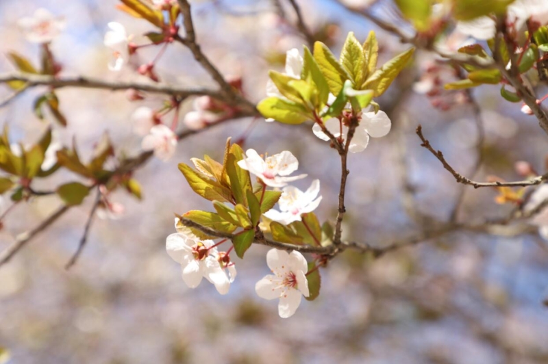 陌上花开
