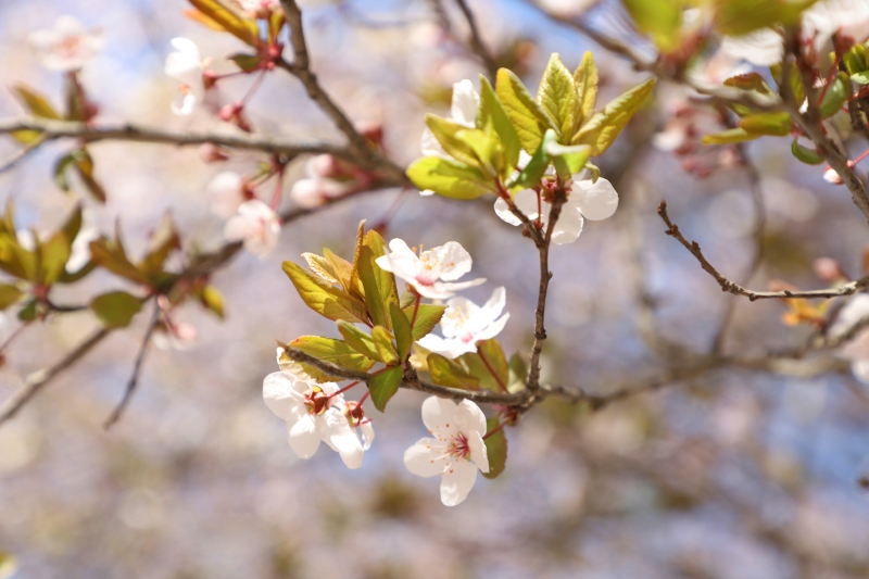 陌上花开.JPG